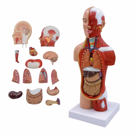 28cm Muscular Human Torso Model Detachable Anatomy Anatomical Internal Organs For Teaching Educational Gift Medical Sciences