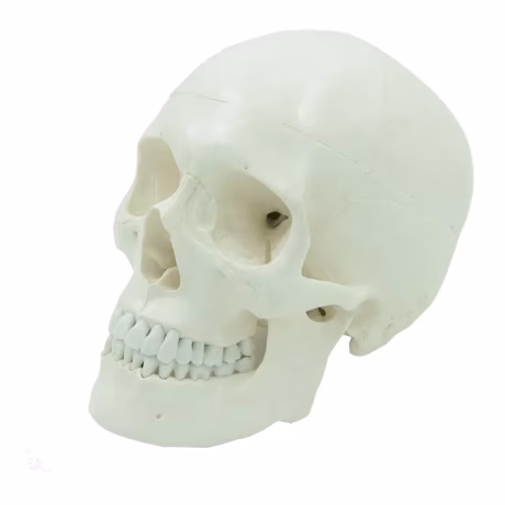 classic medical science human skull model PNT-0150