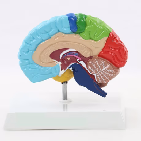 Human Brain Anatomy Model for Neuroscience Medical Teaching and Learning Science Classroom Study Display