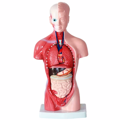 Medical Science Basic 3D Human Body Torso Model Kit