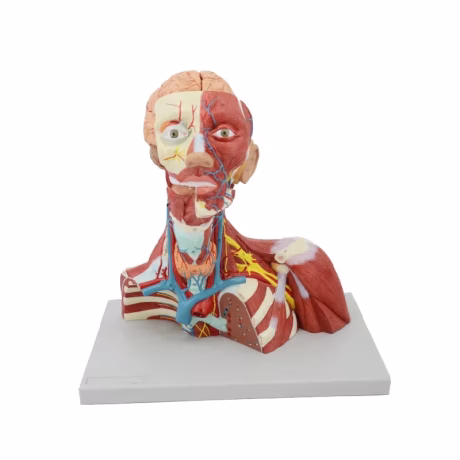 Muscles of Human Face Head Superficial Structure of The Neck Brain Anatomical Model Educational Equipment Medical Sciences Teach