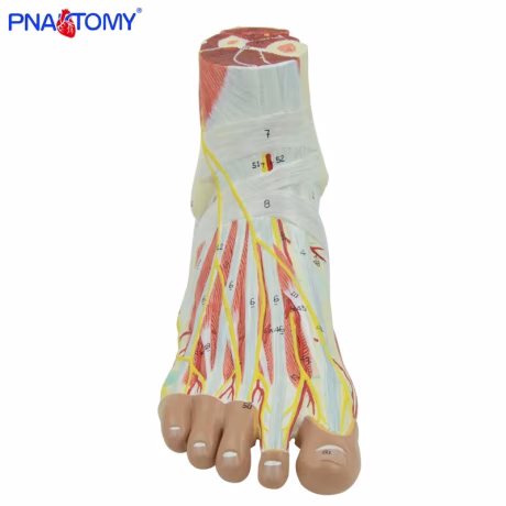 Muscular Human Foot Muscles Model with Nerves PNT-0344 Medical Sciences Educational Equipment