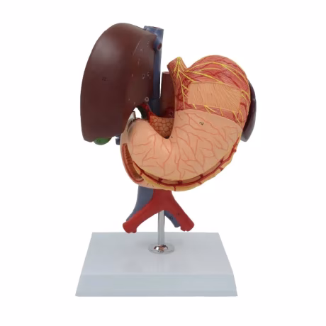 Stomach Pancreas Spleen Gallbladder Duodenum and Liver Anatomical Model Educational Equipment Medical Sciences Teaching Resource