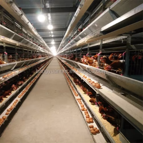 2020 Good Price Automatic Egg Layer Chicken Farm Laying Hens Poultry Battery Cages for Sale