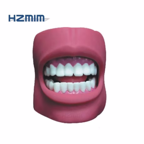 Dental Care Model with Cheek